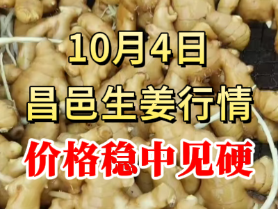 10月4日 昌邑大姜價格行情（價格穩(wěn)中見硬） (293播放)
