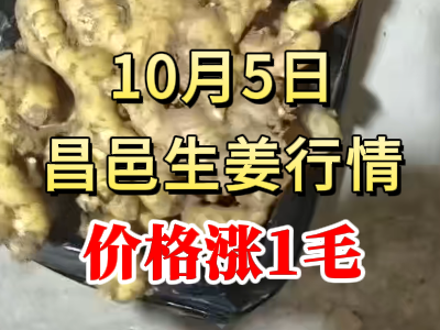 10月5日 昌邑大姜價格行情（價格漲1毛） (312播放)