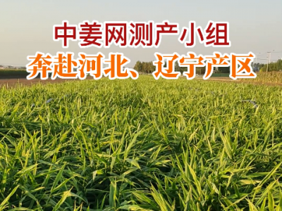 中姜網測產小組奔赴河北、遼寧產區 (247播放)