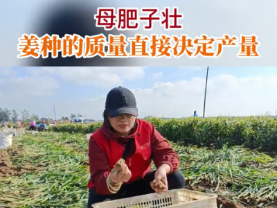 母肥子壯 姜種的質量直接決定產量 (238播放)