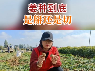 姜種到底是掰還是切？ (232播放)