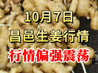 10月7日 昌邑大姜價格行情（行情偏強震蕩） (243播放)