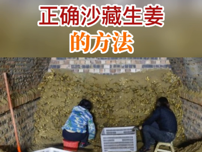 正確沙藏生姜的方法 (279播放)