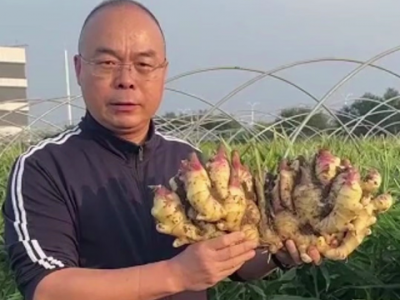 生姜入窖做好挑選 (224播放)