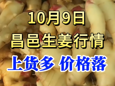 10月9日 昌邑大姜價格行情（上貨多 價格落） (257播放)