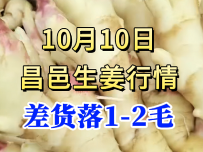 10月10日 昌邑大姜價格行情（差貨落1-2毛） (234播放)