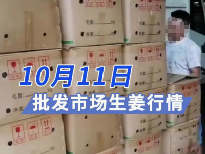 10月11日廣州江南批發市場生姜價格行情 (314播放)
