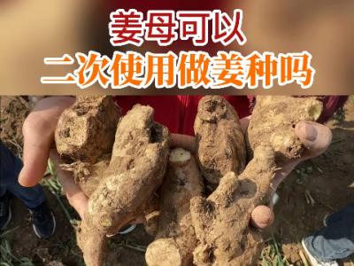 姜母可以二次使用做姜種嗎？ (277播放)