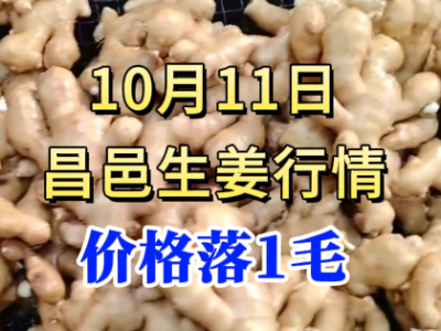 10月11日 昌邑大姜價格行情（價格落1毛） (251播放)