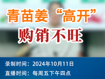 農(nóng)情漫談：青苗姜“高開” 購銷不旺 (257播放)