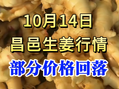 10月14日 昌邑大姜價格行情（部分價格回落） (233播放)
