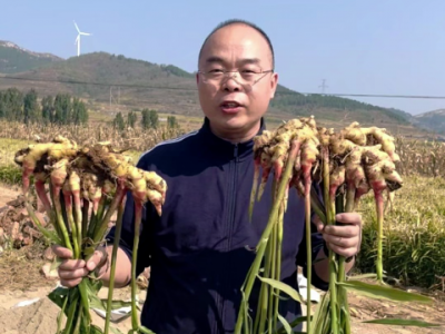 種姜催芽和不催芽的差距 (248播放)
