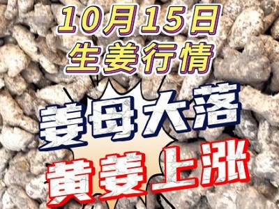 10月15日 大姜價格行情（姜母落 黃姜漲） (233播放)
