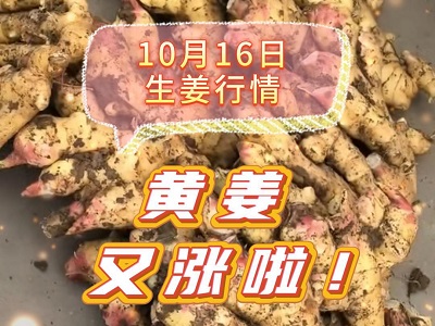 10月16日 生姜價格行情（黃姜又漲啦！） (265播放)