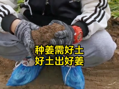 種姜需好土 好土才能出好姜 (241播放)