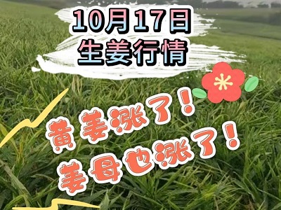 10月17日 生姜價格行情（黃姜漲！姜母也漲！） (286播放)