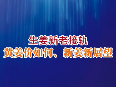 老石說姜：生姜新老接軌 黃姜價如何 新姜新展望 (209播放)