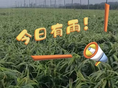 10月18日 安丘黑埠子市場(chǎng)（今日有雨！） (234播放)