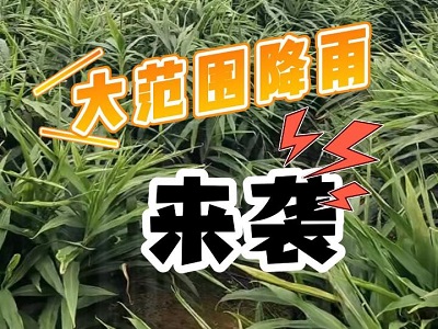 10月18日 生姜價格行情（大范圍降雨來襲） (300播放)