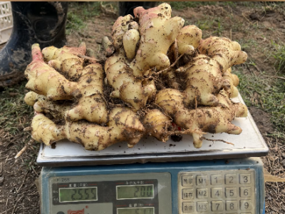 陜西基地喜獲豐收短胖優(yōu)質姜種 (235播放)