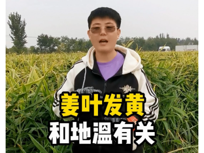 姜葉發(fā)黃和地溫有關 (327播放)