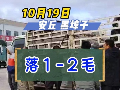 10月19日 安丘 黑埠子（落1-2毛） (276播放)