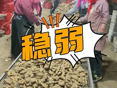 10月19日 生姜價格行情（行情穩弱） (315播放)