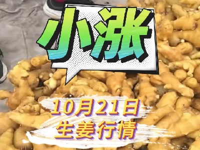 10月21日 生姜價格行情（穩中有漲） (239播放)