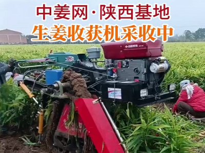 中姜網(wǎng)陜西基地生姜收獲機采收中... (223播放)