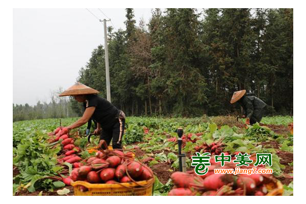 湖南新田：蔬菜種上山 增產(chǎn)又增效 ()