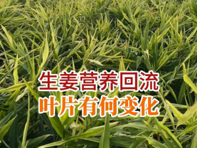 生姜營養回流葉片有何變化？ ()
