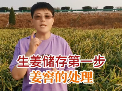 生姜儲存第一步--姜窖處理 (190播放)