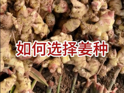如何選擇姜種？ ()