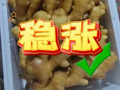 10月23日 生姜價格行情（穩(wěn)漲） (223播放)