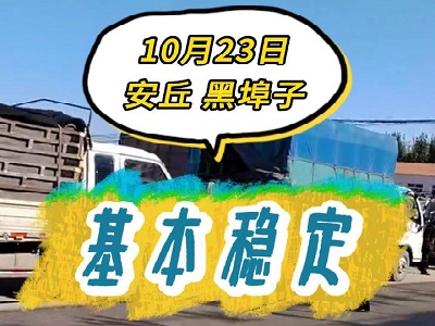 10月23日 安丘黑埠子（基本穩(wěn)定） (215播放)