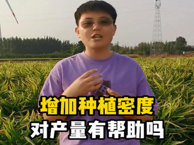 增加種植密度對產量有幫助嗎？ ()