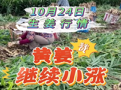 10月24日 生姜價格行情（黃姜繼續(xù)小漲） (211播放)