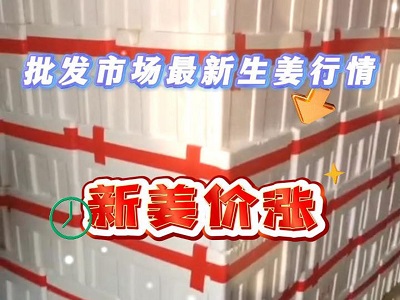 10月25日廣州江南批發(fā)市場生姜價格行情 (248播放)