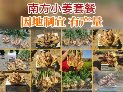 南方小姜套餐因地制宜有產(chǎn)量 (230播放)