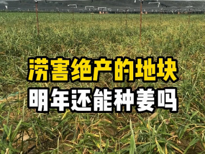 澇害絕產的地塊明年還能種姜嗎？ (220播放)