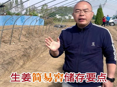 生姜簡易姜窖儲存要點 (262播放)