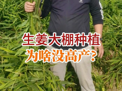 大棚種植生姜為啥沒高產？ ()