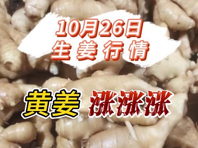 10月26日 生姜價格行情（黃姜漲漲漲） (238播放)