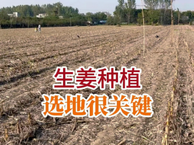 生姜種植選地很關鍵 (240播放)