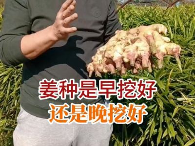 姜種是早挖好還是晚挖好？ ()