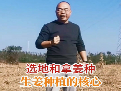 選地和拿姜種--生姜種植的核心 (233播放)