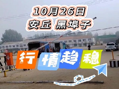 10月26日 安丘黑埠子（行情趨穩(wěn)） (211播放)