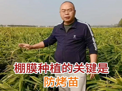 棚膜種植的關(guān)鍵是防烤苗 ()