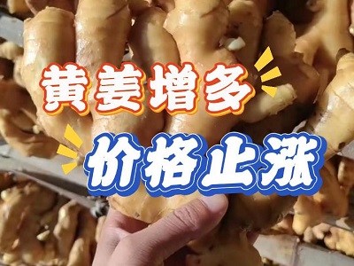 10月28日 生姜價格行情（黃姜增多，價格止?jié)q） (225播放)
