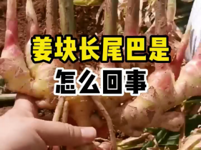 姜塊長尾巴是怎么回事？ ()